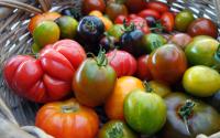 Quelles sont les différences entre les tomates rouges, noires et jaunes ?