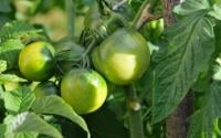 Comment faire mûrir les tomates encore vertes qui restent sur vos pieds ?