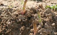 Asperges blanches Umé / beurre