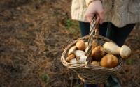 Champignons : le pharmacien est-il vraiment habilité à vérifier le fruit de nos cueillettes ?