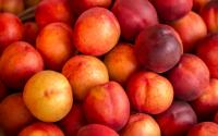 Voici pourquoi il est plus judicieux de choisir des nectarines imparfaites sur les étals !