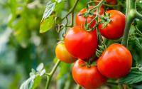 En utilisant cet ingrédient courant de la cuisine aux pieds de vos tomates, obtenez une récolte plus abondante !