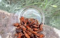 Insectes aux épices cajun pour l'apéro