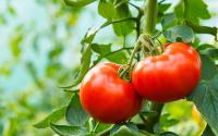 Cette astuce pour faire pousser vos tomates ultra rapidement va vous bluffer