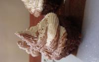 Cupcake Chocolat/Courgette aux chantilly Noix de Coco/ Chocolat