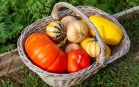 Courge, potimarron, citrouille : comment savoir quand ils sont mûrs ?