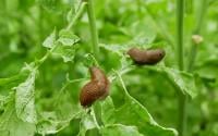 Ce fruit peut vous aider à repousser naturellement les limaces de votre jardin