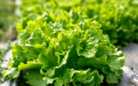 Santé : est-ce une bonne idée de manger de la salade verte tous les jours ?