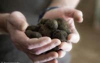 Truffe noire : Comment la choisir, la conserver et la cuisiner ?