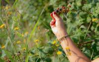 Cueillir des fraises ou des mûres sans prendre de risque : voici 3 conseils qui vous seront précieux !