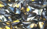 Moules marinières gourmandes