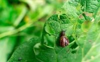 5 astuces de grand-mère pour repousser les escargots et les limaces de votre jardin avec des aliments de sa cuisine