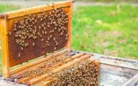 Abeilles, miel et apiculteurs, ce qu'il faut savoir  