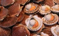 Manger des coquilles Saint-Jacques gratuitement : le meilleur bon plan de Paris !