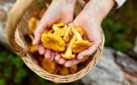 Comment repérer facilement les meilleurs coins à chanterelles et trompettes de la mort pour vos prochaines cueillettes ?