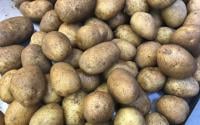 Les pommes de terre au four explosent-elles vraiment si on oublie de les piquer ?