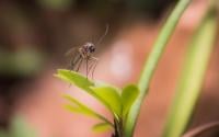 Ces plantes à avoir absolument dans votre cuisine pour repousser les moustiques cet été