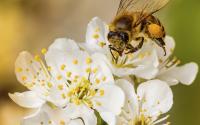 Pourquoi vous allez adorer le pollen alimentaire