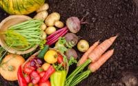 Jardinier débutant : voici les 10 légumes les plus faciles à faire pousser
