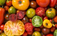 Tomate cerise ou grosse tomate : laquelle est la meilleure pour la santé ?