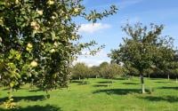 Comment ce globetrotteur veut révolutionner le marché du cidre fermier ?