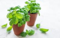Basilic en pot du supermarché : comment le garder tout l’été ?