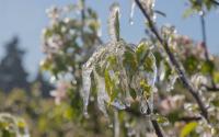 Neige en France : Pourquoi risque-t-on de perdre 100% des récoltes de fruits cette année ?