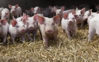 Filière du porc : Une crise historique et des éleveurs en détresse