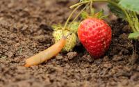 Avec cette astuce toute simple, vous pouvez protéger les fraises de votre jardin contre les limaces et autres nuisibles