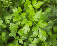 Ni orange, ni kiwi, cette herbe aromatique est bien plus riche en vitamine C que ces deux fruits et peut être consommé sans modération