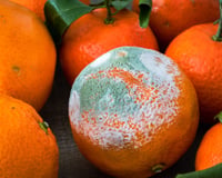 Peut-on manger une orange ou une clémentine avec du moisi ?