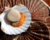 Coquille Saint-Jacques : ce poissonnier donne ses astuces pour le conserver avec un maximum de fraicheur jusqu'à Noël