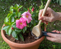 Marc de café : pour quels légumes et plantes ne surtout pas l’utiliser ?