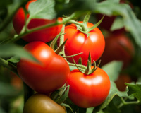 “C’est la pâte à modeler de la tomate” : Laurent Mariotte dévoile son test infaillible au marché pour bien les choisir