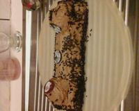 Bûche moka