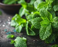 Avec cette méthode, vous pouvez avoir de la menthe à vie en l’achetant seulement une seule fois au supermarché !