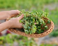 Considérée à tort comme une mauvaise herbe, cette plante sauvage rafraîchissante fait son grand retour dans nos salades d'été