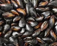 Rappel de moules contaminées par des salmonelles vendues en supermarchés