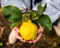 Que faire avec des coings ? 3 idées faciles et délicieuses pour les cuisiner