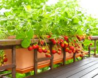 Faire pousser des tomates ou des aromates sur votre balcon : avez-vous vraiment le droit ?