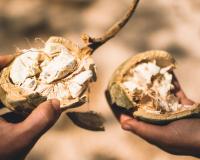 Le baobab : l’ingrédient secret pour être en bonne santé ?