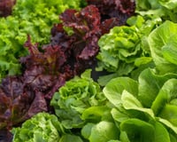 Avec des rayons vides : va-t-on vers une pénurie de salades pour cet été