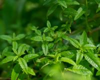 Comment bien sécher soi-même sa verveine et sa menthe du jardin pour des infusions maison ?