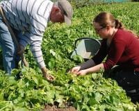 Jessica Tessier, Productrice de pommes de terre primeur à Noirmoutier