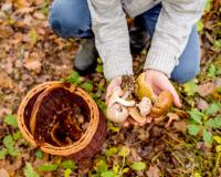 5 choses à savoir avant d'aller cueillir des champignons