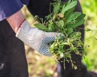 Vos mauvaises herbes pourraient vous rapporter gros !