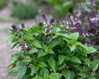 Connaissez-vous le basilic perpétuel, cette espèce que vous pourrez garder toute l’année même en hiver ?