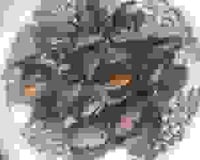 Amandes de mer à la marinière