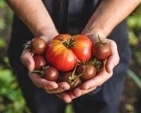 Pourquoi les tomates risquent de manquer à l’appel cet hiver ?