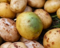 Pommes de terre avec des taches vertes : peut-on sans danger les manger ?